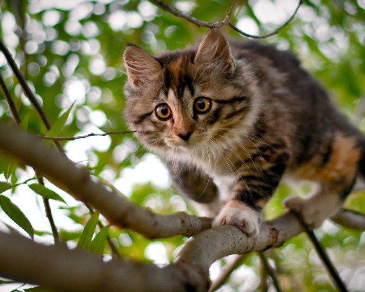 Котенок на дереве