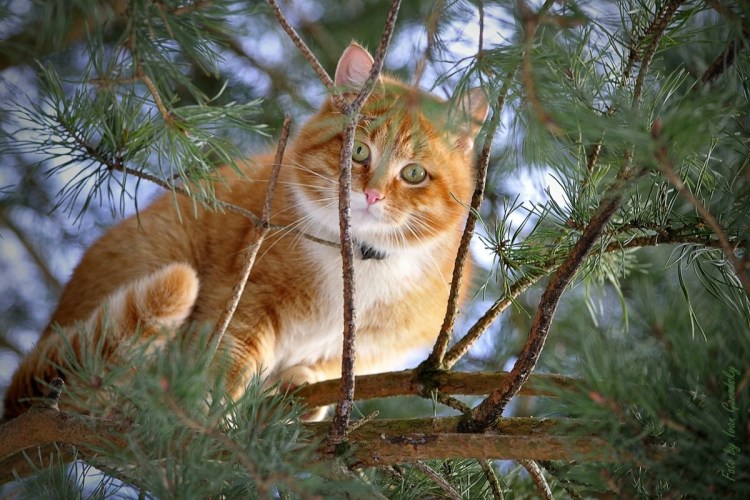 Рыжий кот на дереве