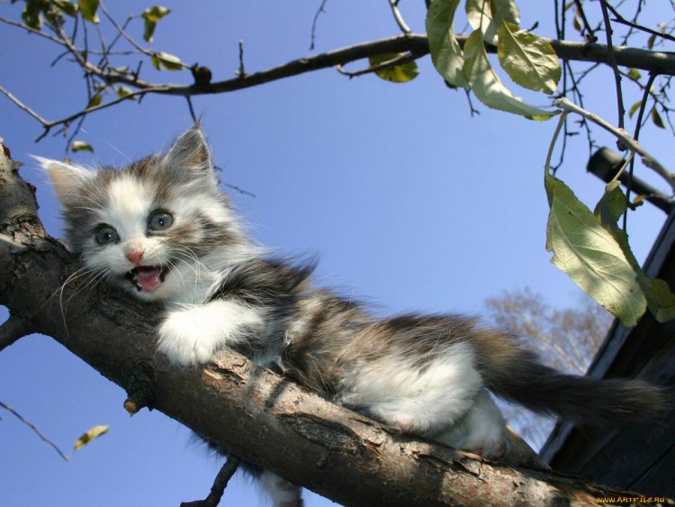 Котенок на дереве