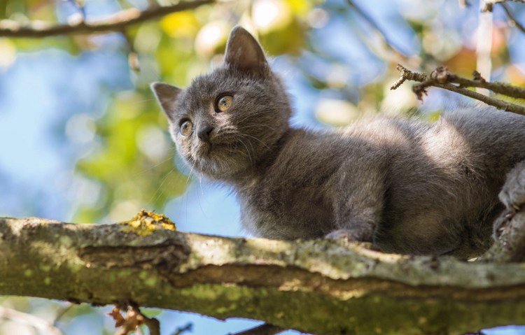 Котенок на ветке