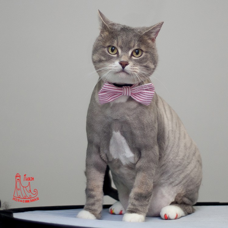 Стрижка короткошерстных кошек