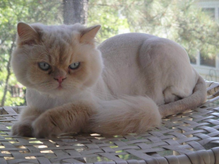 Подстриженный кот британец