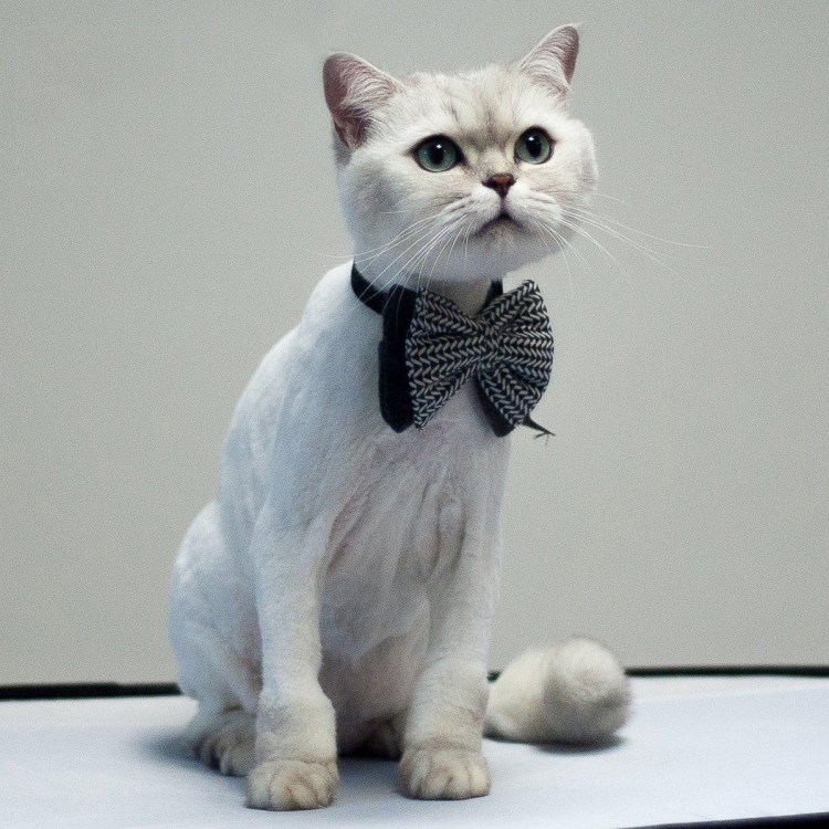 Стрижка кошек груминг