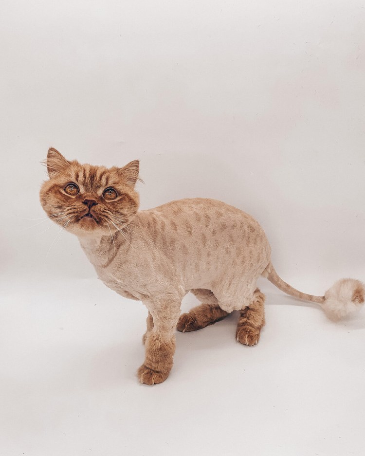 Гигиеническая стрижка кошек