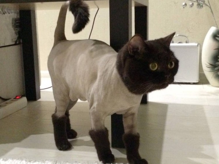 Стрижка кота британца