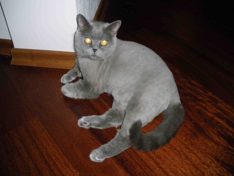 Стриженный короткошерстный кот