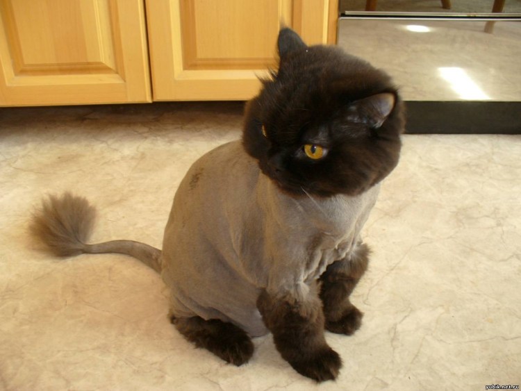Стрижка короткошерстных кошек