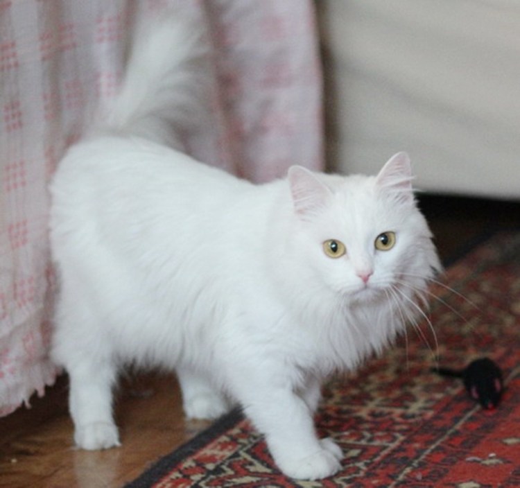 Ангорская кошка длинношерстная