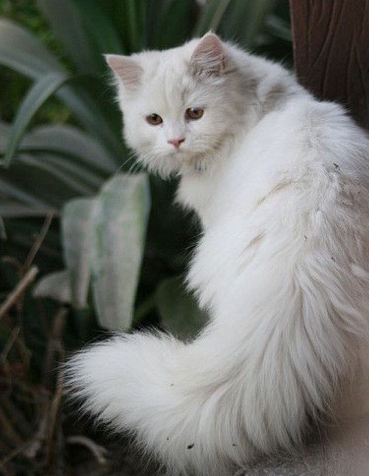 Сибирская ангорская кошка белая