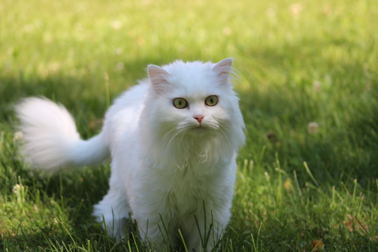 Кот породы турецкая ангора