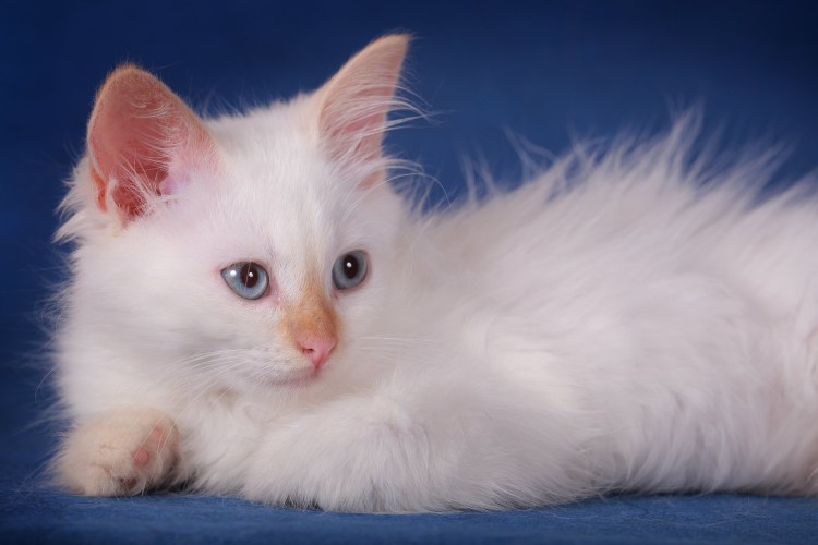 Белая ангорская кошка