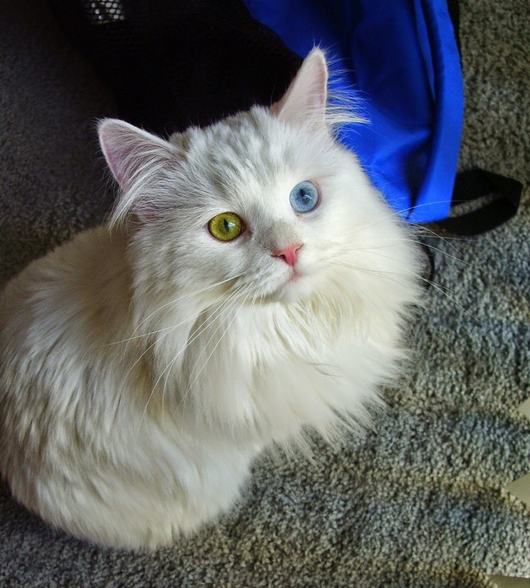 Сибирская ангора альбинос