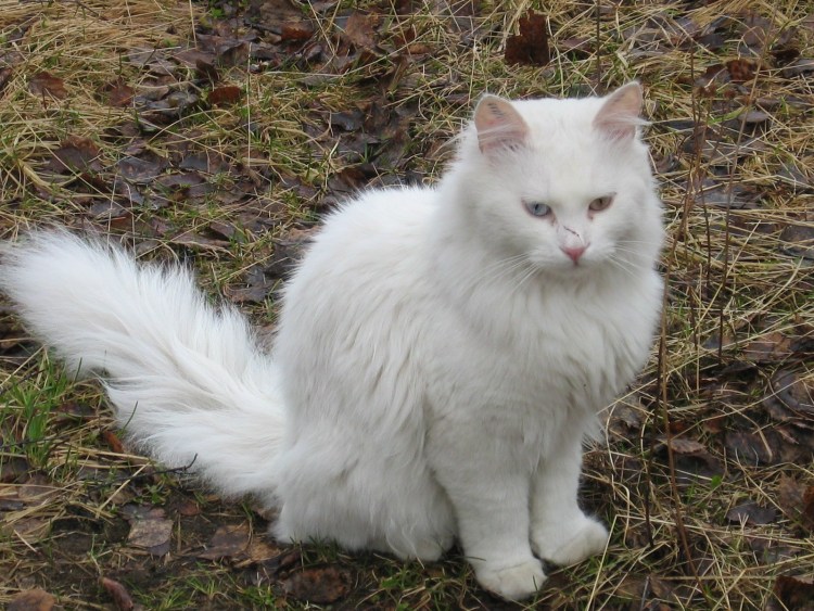 Сибирская ангорская кошка белая