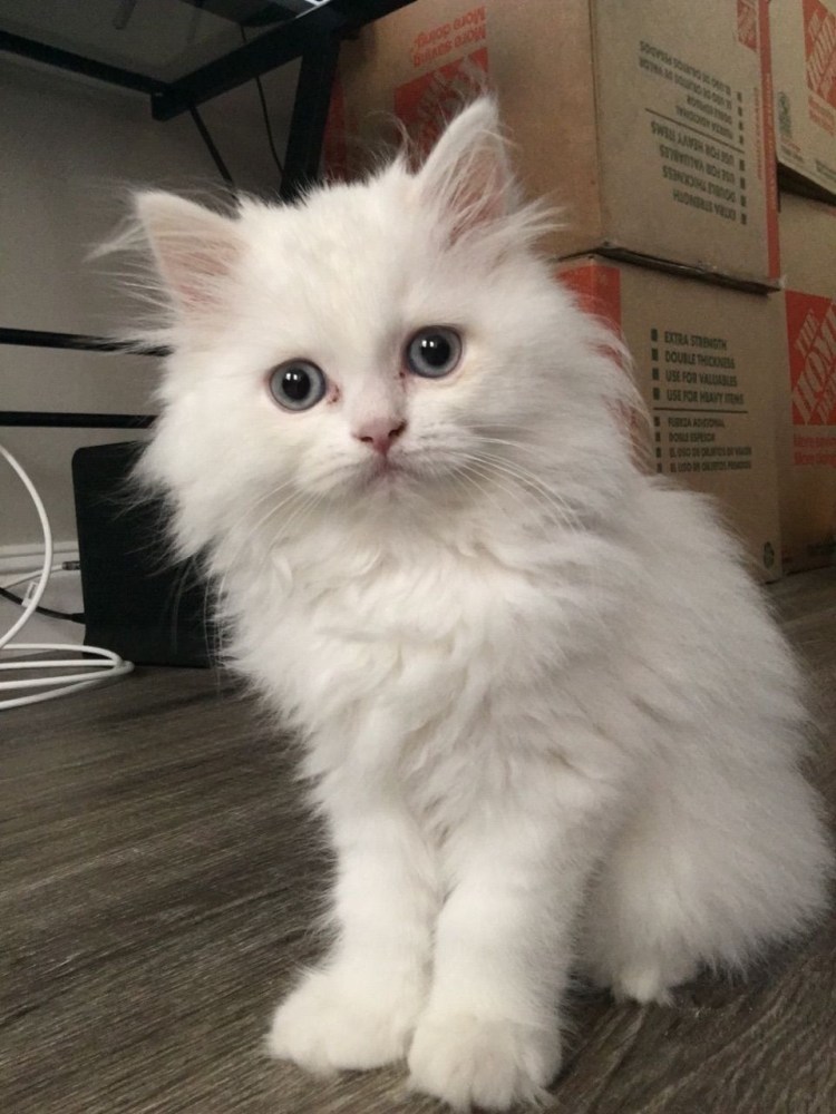 Сибирская ангора альбинос