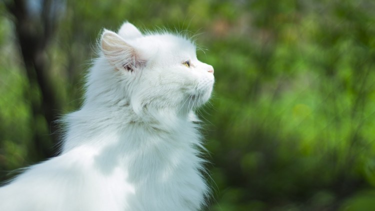 Белая ангорская кошка