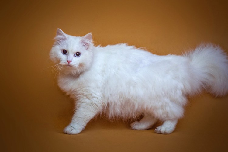 Трехшерстная ангорская кошка