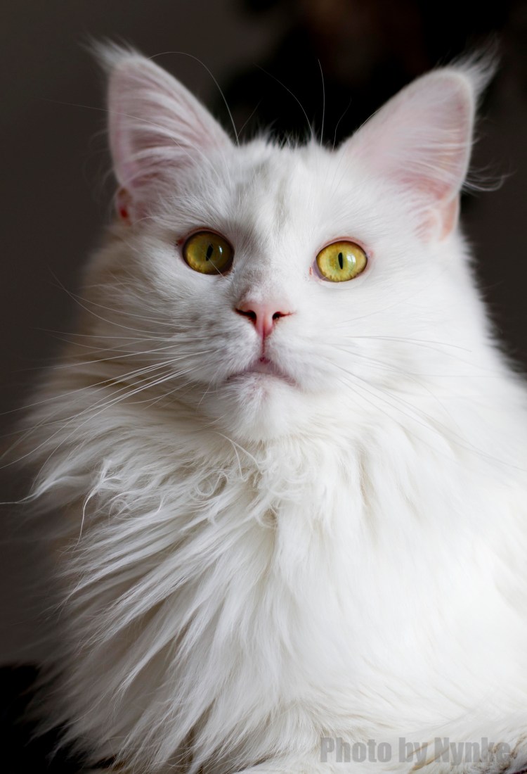 Ангорская кошка турецкая ангора