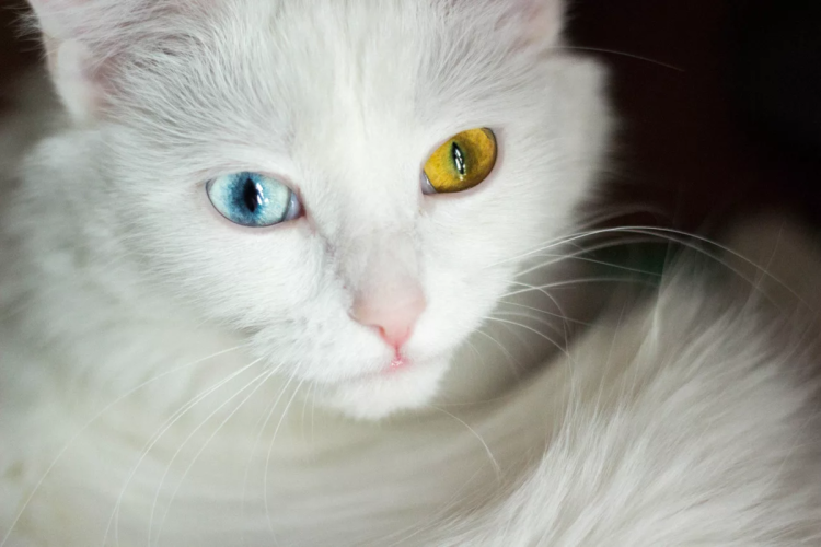 Котята белые пушистые ангорские