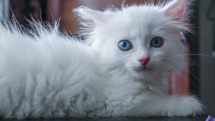 Турецкая ангора кот очень пушистые