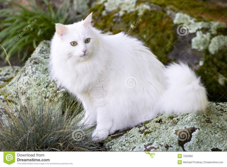 Ангорская кошка длинношерстная