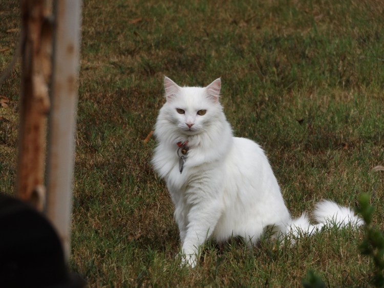 Сибирская ангорская кошка белая