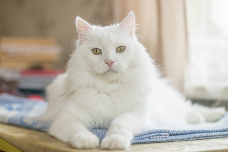 Персидские и ангорские кошки
