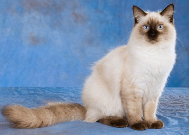 Рэгдолл колор Пойнт