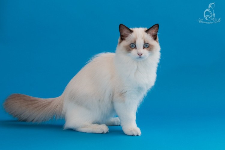 Рэгдолл бирманская Невская