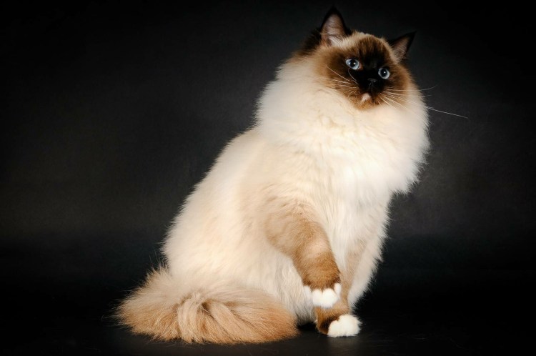 Рэгдолл кошка фото