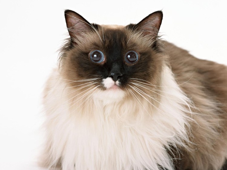 Кот Рэгдолл