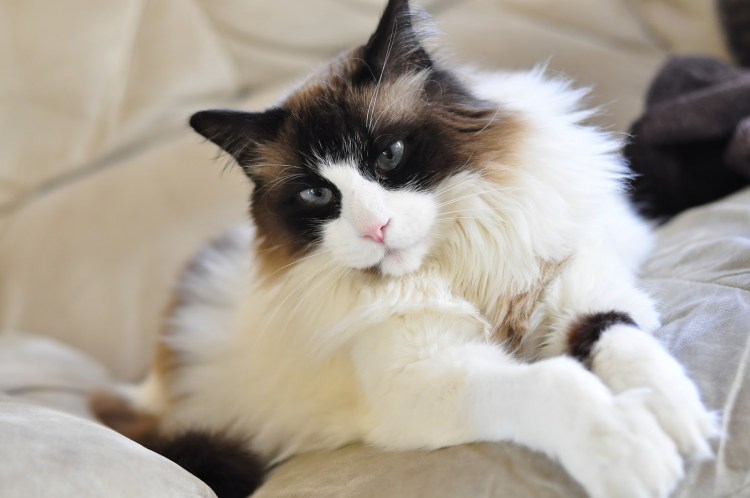 Балинезийская Рэгдолл