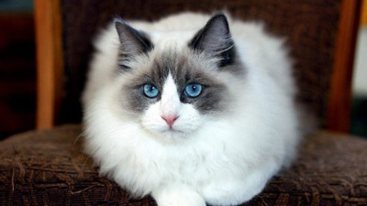 Рэгдолл кошка фото