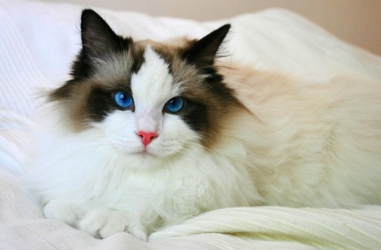 Рэгдолл кошка