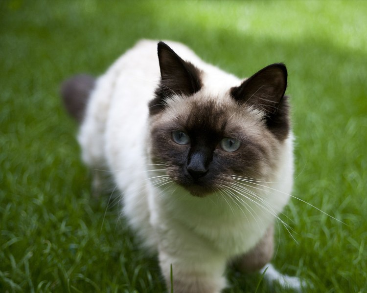 Рэгдолл персиковый