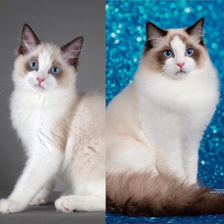 Порода Рэгдолл