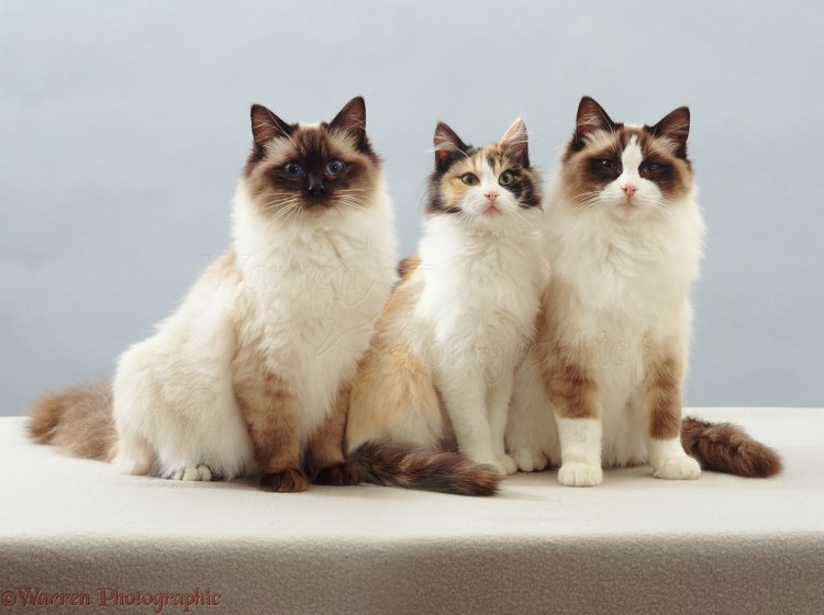 Рэгдолл и рагамаффин