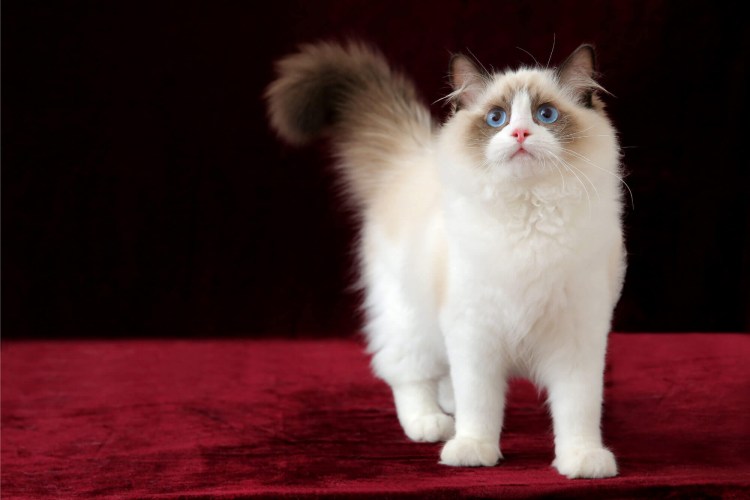 Рэгдолл и Невская маскарадная