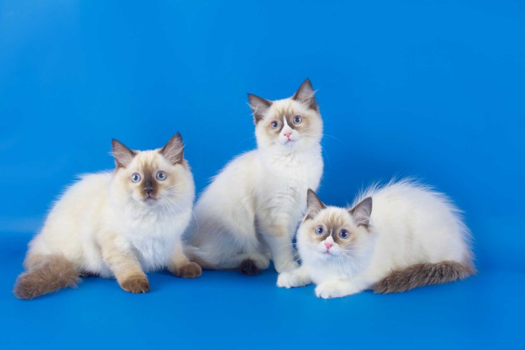 Рэгдолл Манчкин