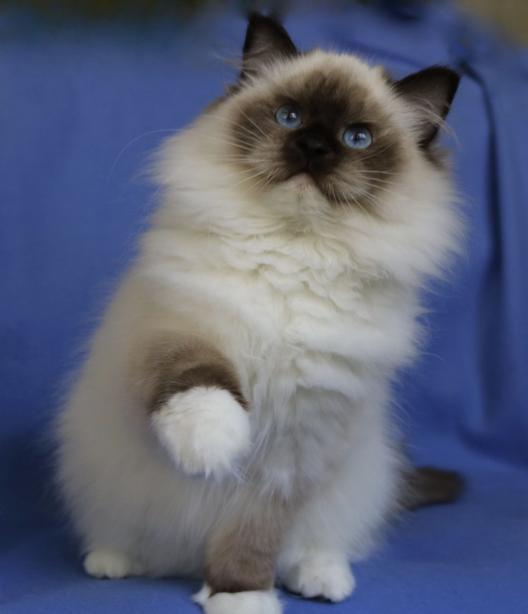 Порода кошки Рокдейл