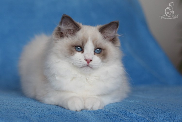 Рэгдолл кошка