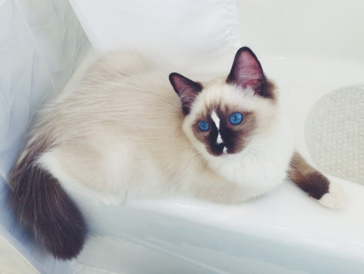 Бирмейская Рэгдолл