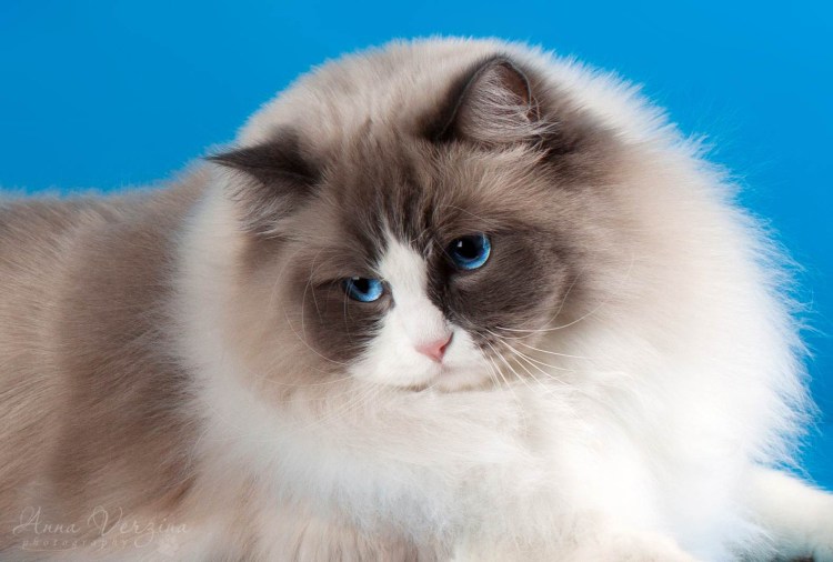 Котята породы Рэгдолл