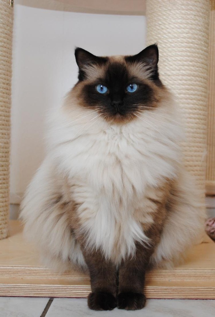 Рэгдолл черный