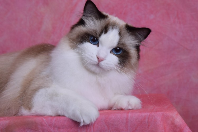 Ragdoll порода кошек