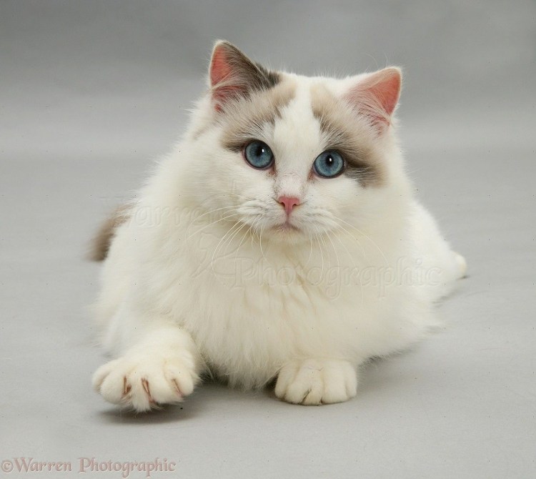 Балинезийская Рэгдолл