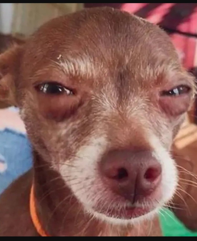 Подозрительный пес