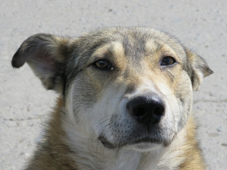 Собака подозревака фото