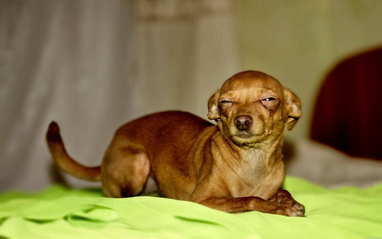 Хитрая собака