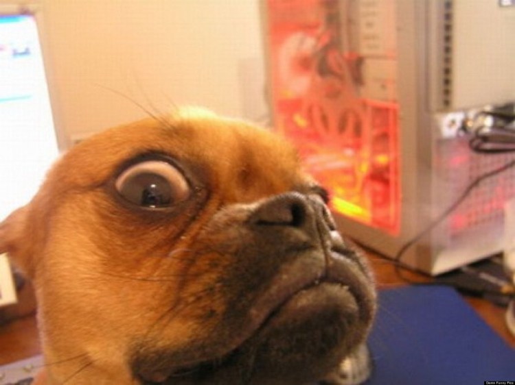 Собака подозревака