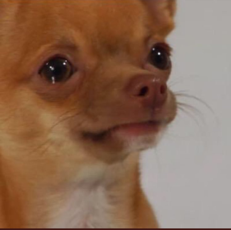 Грустная чихуахуа